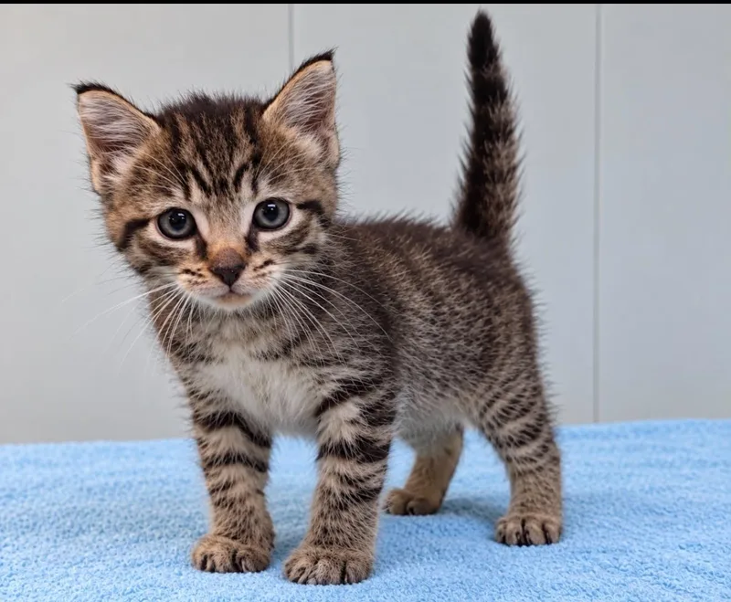 A baby medium-sized female Tabby (Tiger Striped) Tabby cat named Elizabeth for adoption in Millington, TN