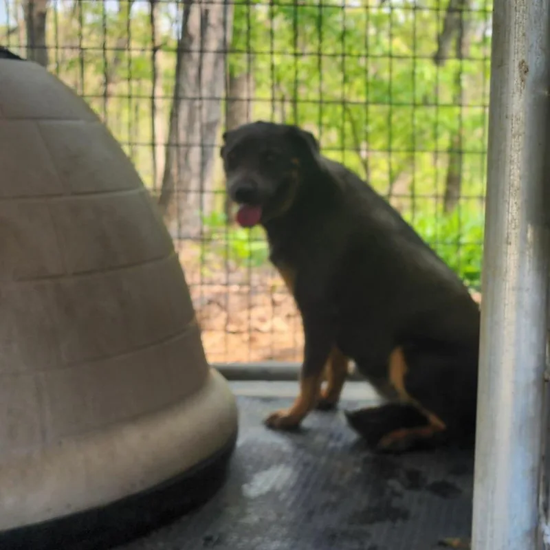 A young small-sized female Gray / Blue / Silver Pit Bull Terrier dog named Ginger for adoption in Evensville, TN