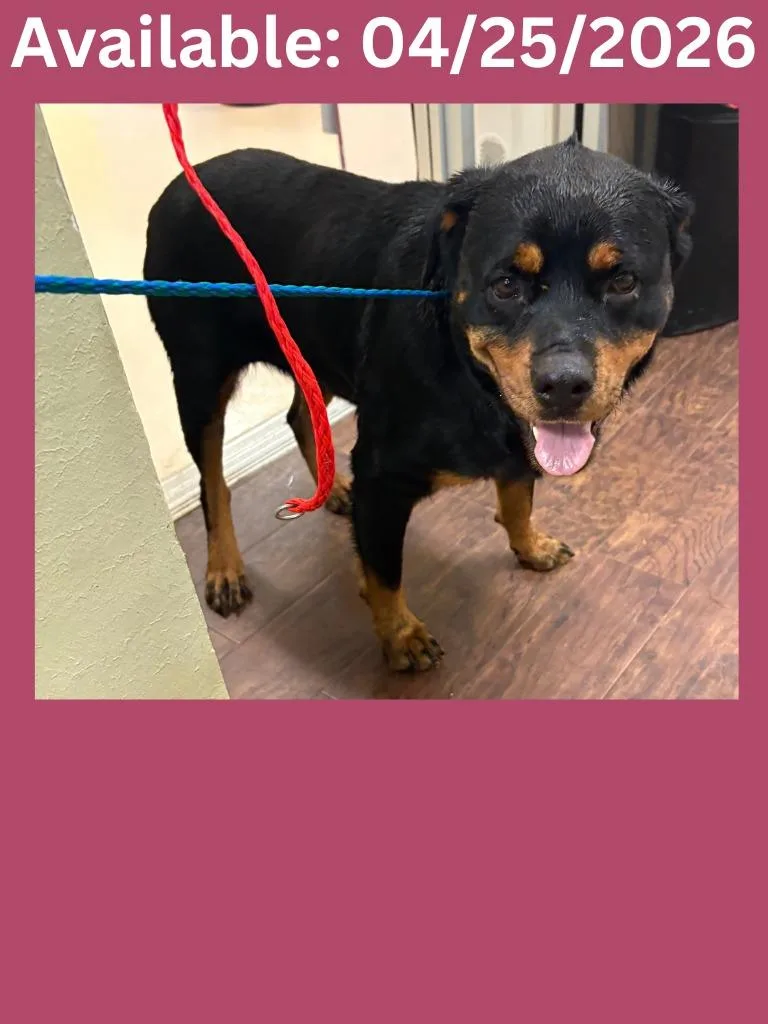An adult medium-sized female Rottweiler dog named Dog Kennel for adoption in Greenville, TX