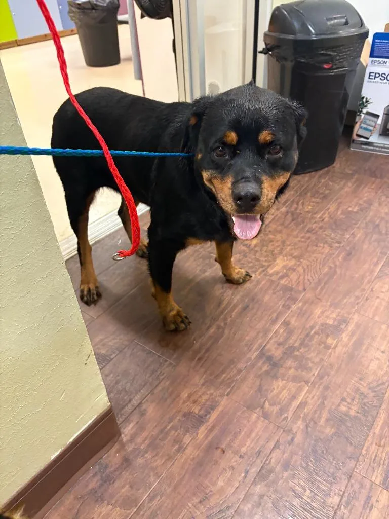 Dog Kennel thumbnail 2