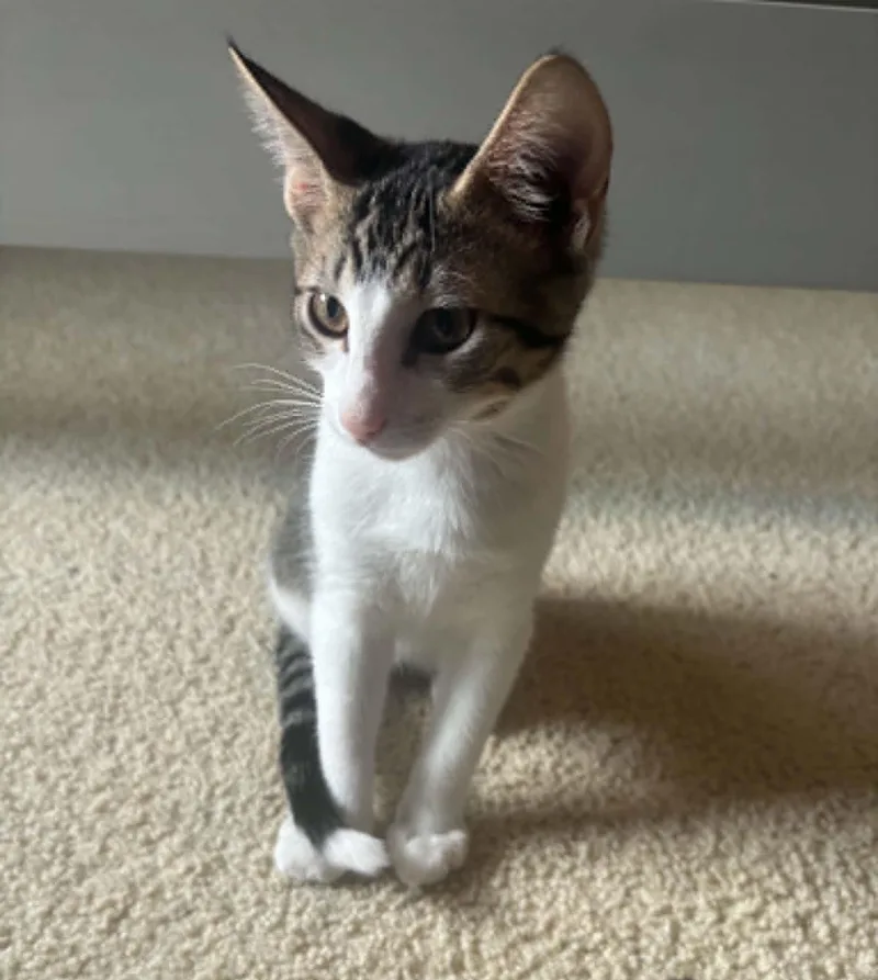 A baby medium-sized male White Domestic Short Hair cat named Checkers for adoption in Overland Park, KS