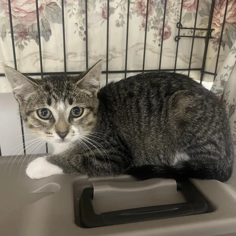 A baby small-sized female Brown / Chocolate Domestic Short Hair cat named Smalls for adoption in Bismarck, ND