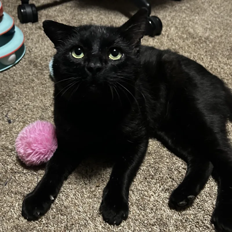 An adult large-sized male Domestic Short Hair cat named Tom Cat aka Apollo for adoption in FITCHBURG, MA