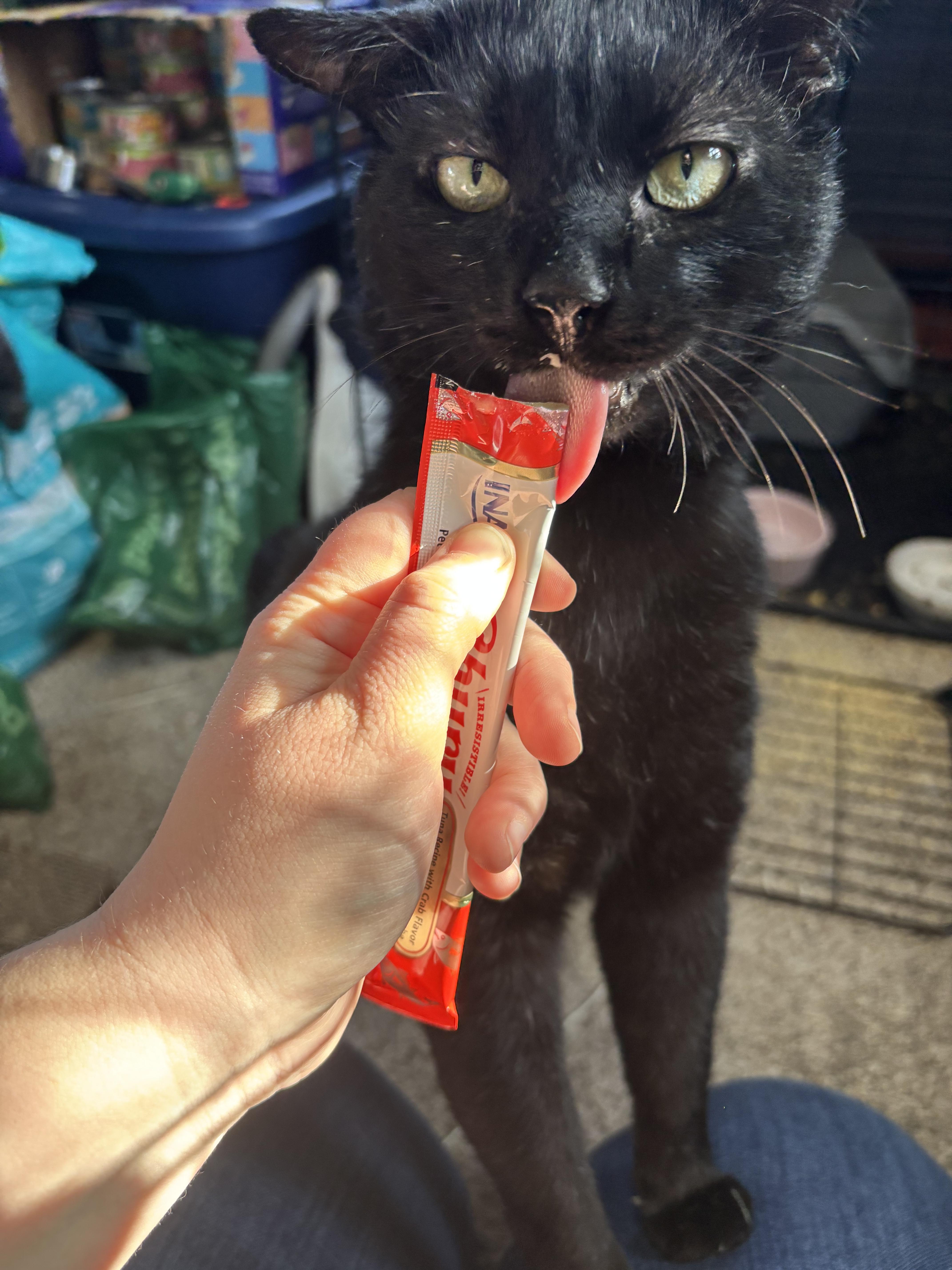 Tom Cat aka Apollo thumbnail 2
