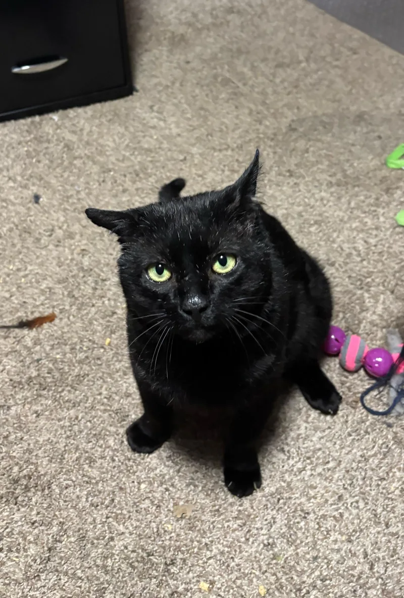 Tom Cat aka Apollo thumbnail 3