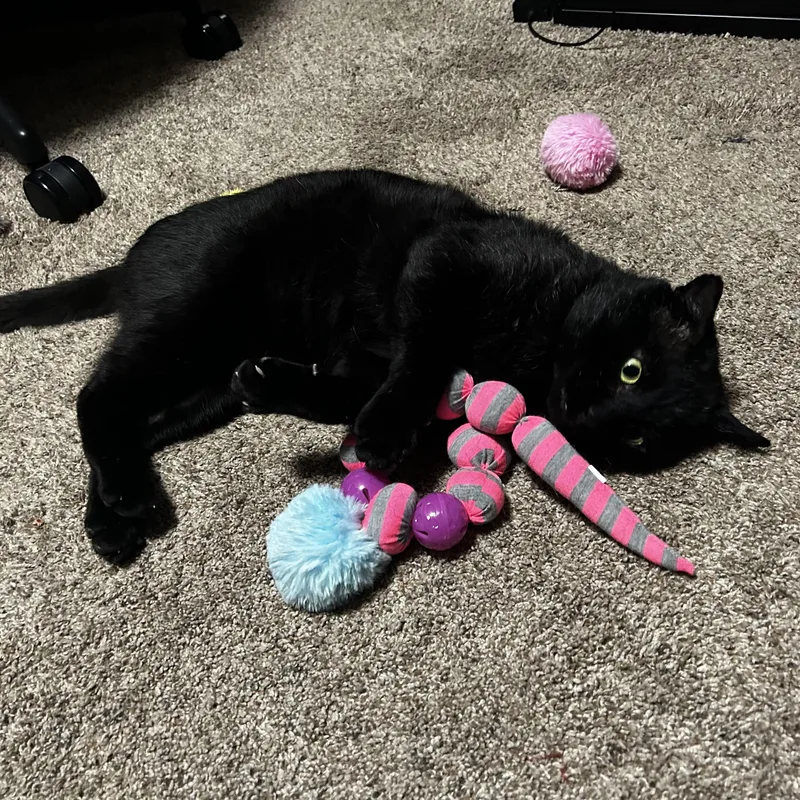 Tom Cat aka Apollo thumbnail 4