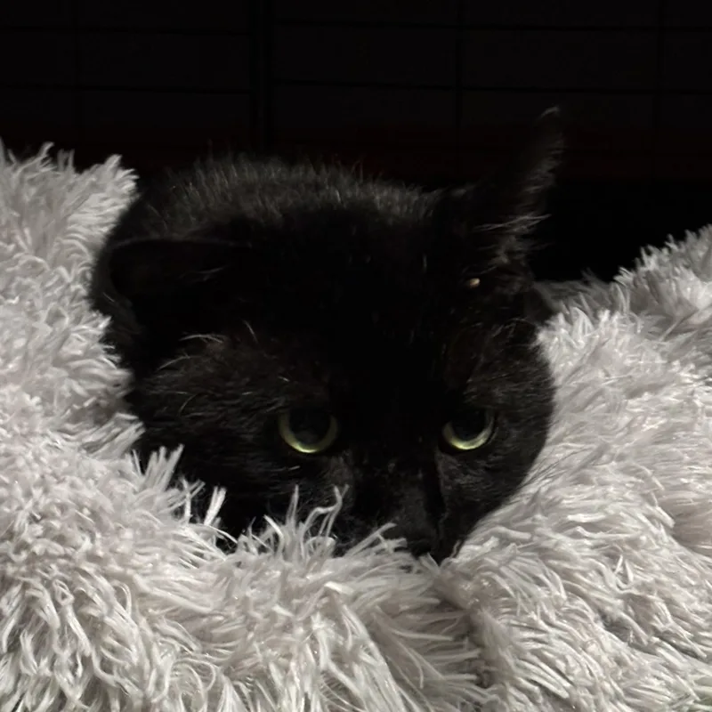 Tom Cat aka Apollo thumbnail 5