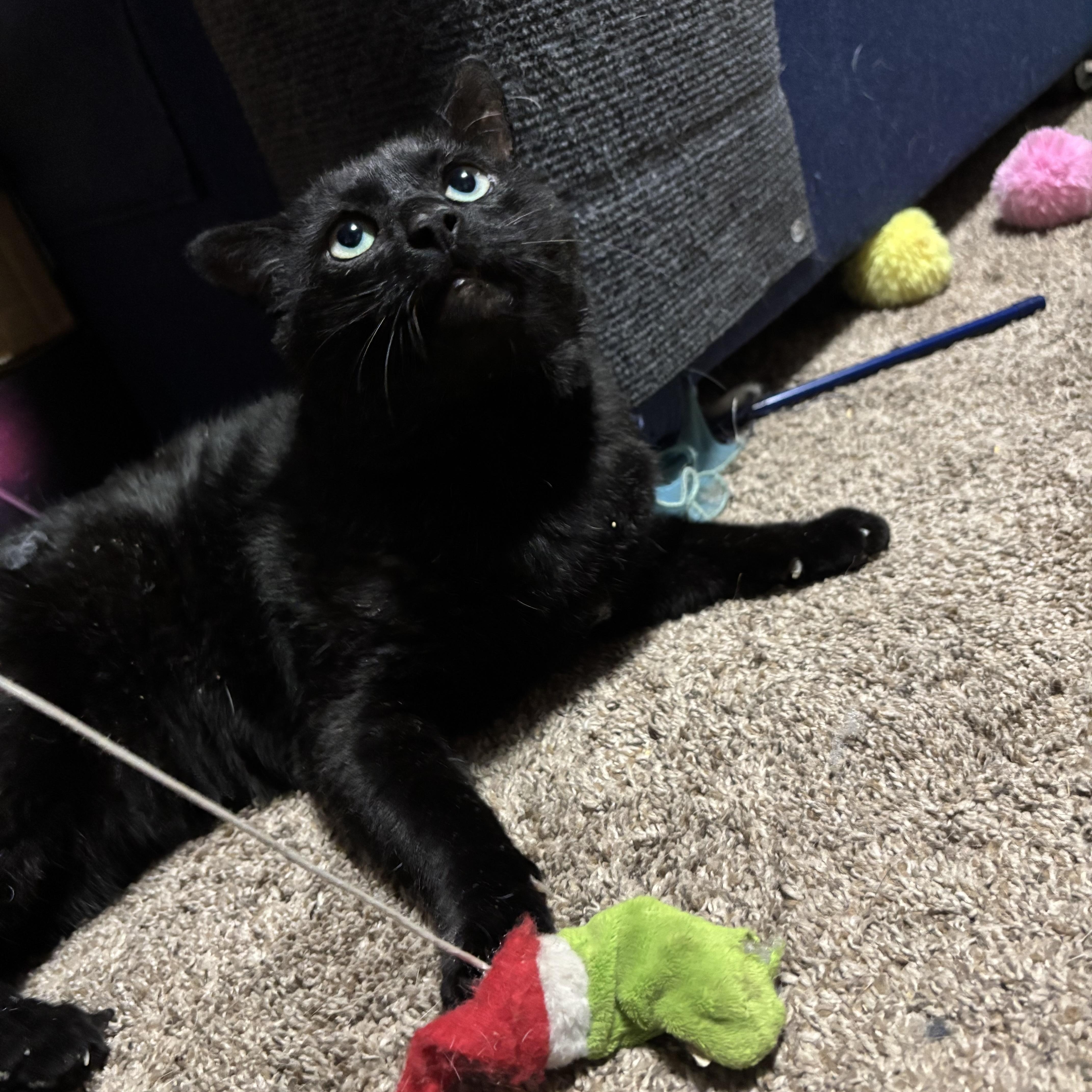 Tom Cat aka Apollo thumbnail 6