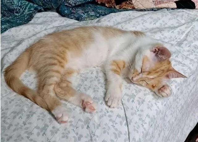 A baby small-sized male Domestic Medium Hair cat named Jared for adoption in Springfield, MA