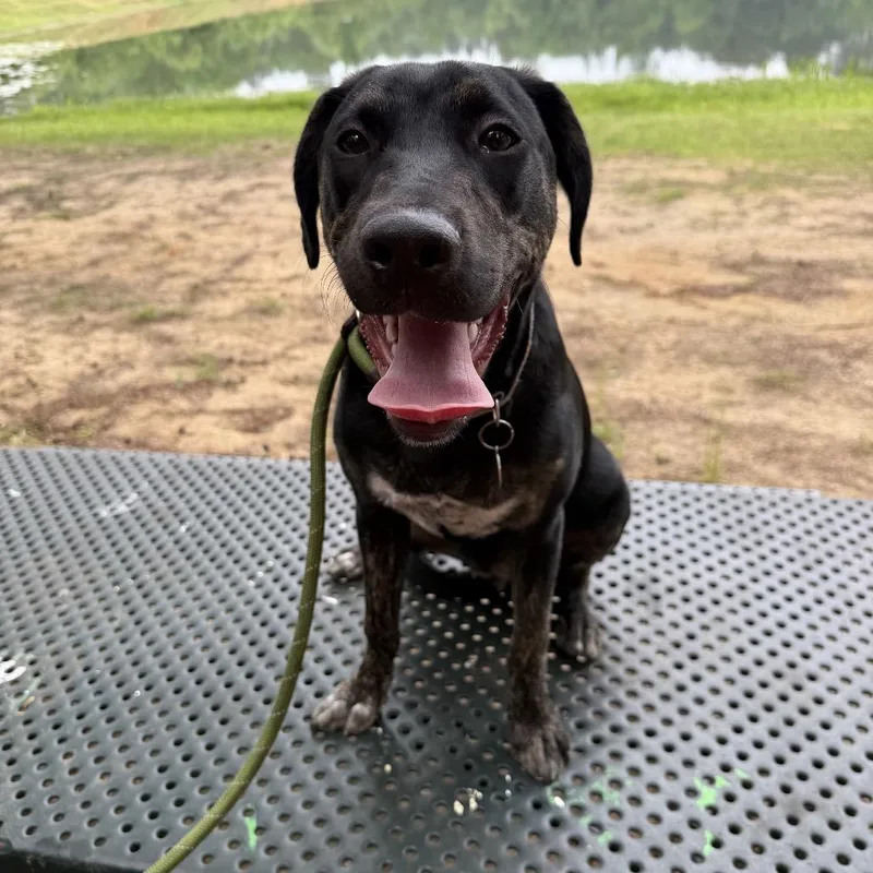 A young small-sized male Black Catahoula Leopard Dog dog named Johnny Baker for adoption in Palestine, TX