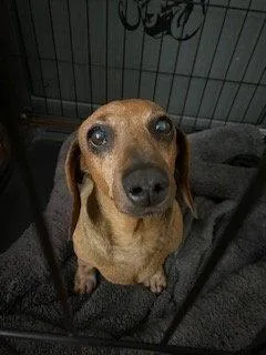 A senior small-sized female Dachshund dog named Daisy  Hesperia for adoption in Los Angeles, CA