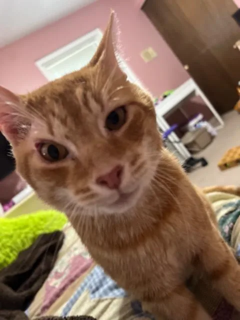 A senior medium-sized male Domestic Short Hair cat named Elf On The Shelf for adoption in Cincinnati, OH