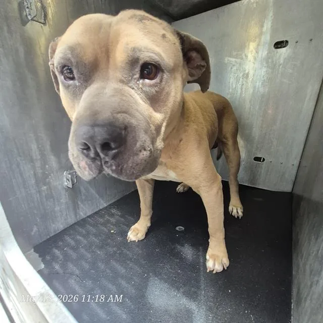 An adult large-sized male American Staffordshire Terrier dog named Brutus for adoption in San Antonio, TX