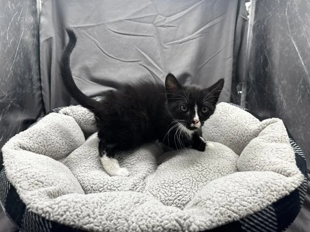 An adult small-sized male Domestic Short Hair cat named Harvey for adoption in Appling, GA
