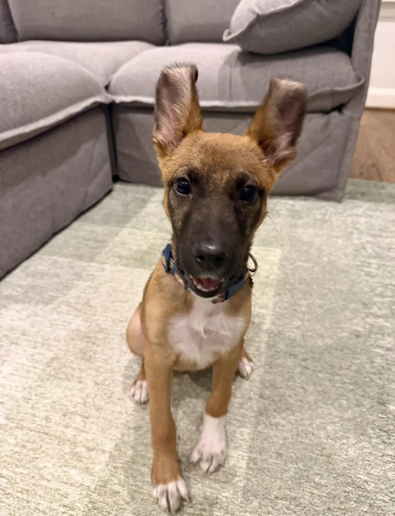 A baby large-sized female Brown / Chocolate Belgian Shepherd / Malinois dog named Roo for adoption in Pelham, AL