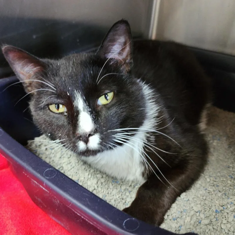 An adult large-sized male Black Domestic Short Hair cat named Bob Clawley & The for adoption in Dixon, IL