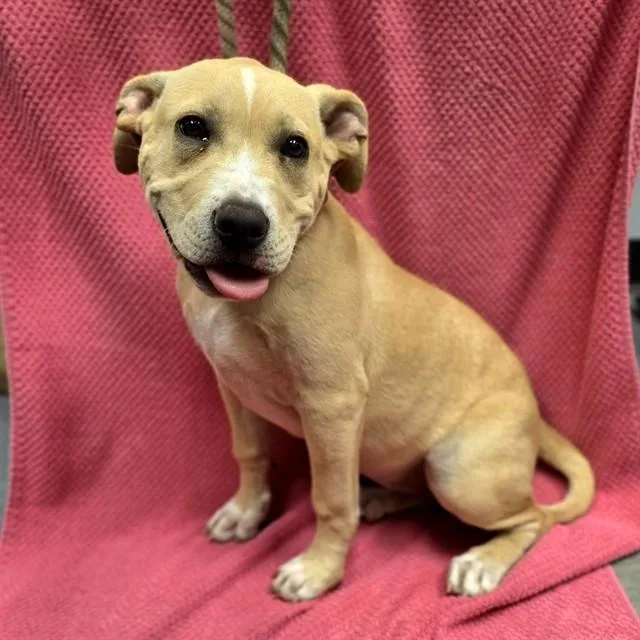 A baby small-sized female Pit Bull Terrier dog named Reyna for adoption in Long Beach, CA