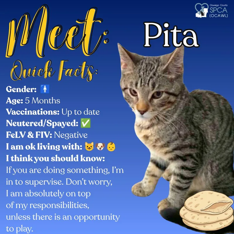 Pita thumbnail 6