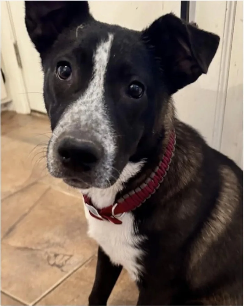 A young medium-sized female Black Labrador Retriever dog named Little Anne for adoption in Farmington, MO