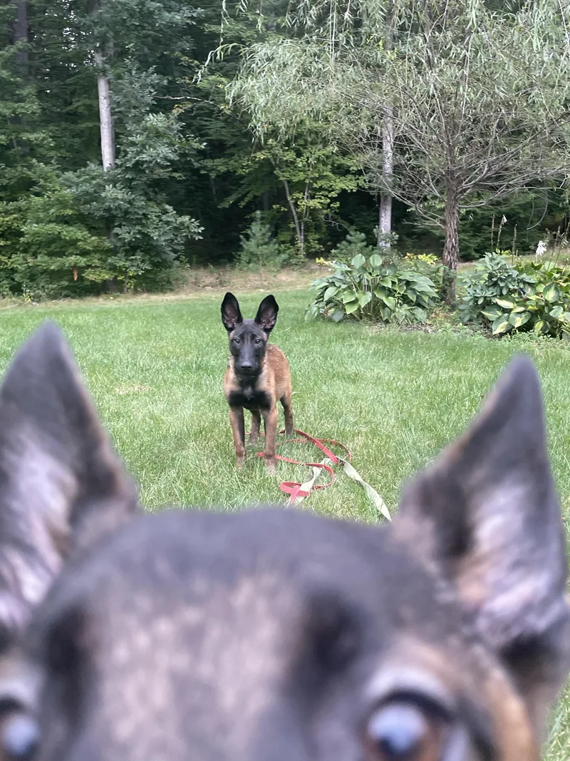 A baby medium-sized female Belgian Shepherd / Malinois dog named Swan & Heron for adoption in Duxbury, MA