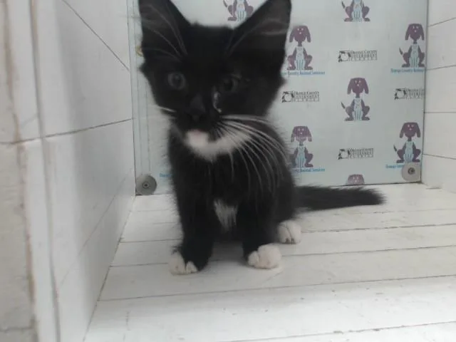 A baby small-sized female Domestic Medium Hair cat named Spilt for adoption in Orlando, FL