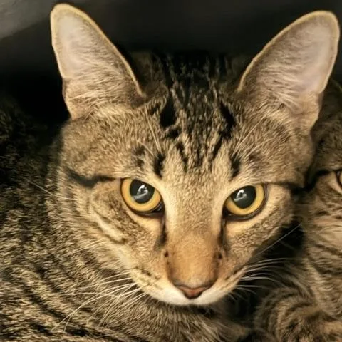 A baby medium-sized male Tabby (Gray / Blue / Silver) Domestic Short Hair cat named Chance for adoption in Allegan, MI