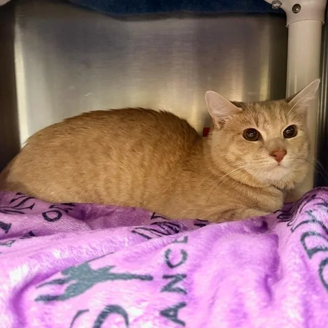 An adult large-sized male Buff / Tan / Fawn Domestic Short Hair cat named Peanut Butter Cup for adoption in Springfield, MA