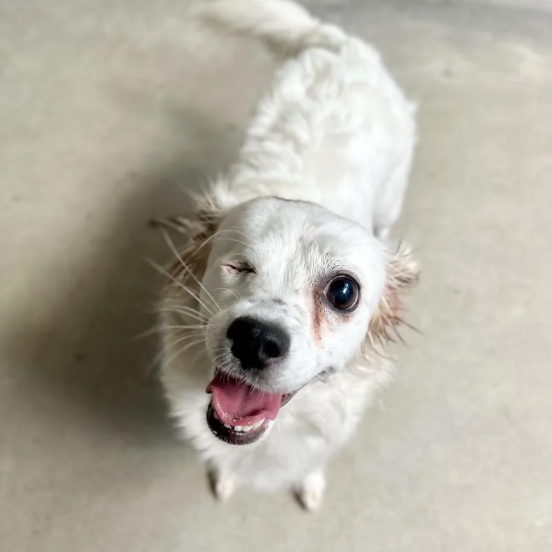 An adult small-sized female Papillon dog named Erca Chino Hills for adoption in Chino Hills, CA