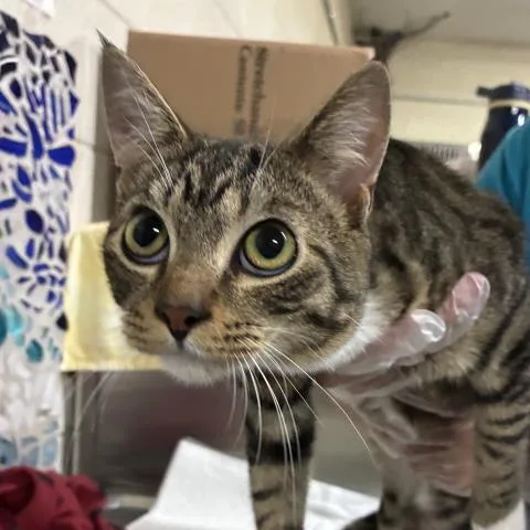A young medium-sized male Domestic Short Hair cat named Junior for adoption in Pensacola, FL