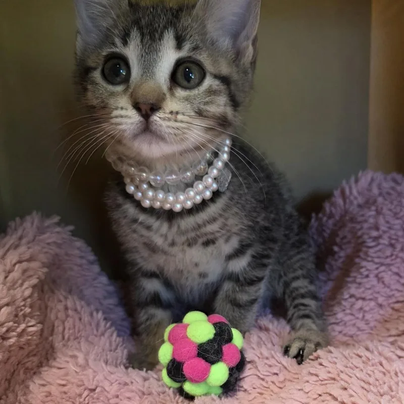 A baby medium-sized female Domestic Short Hair cat named Mocha for adoption in Wiggins, MS