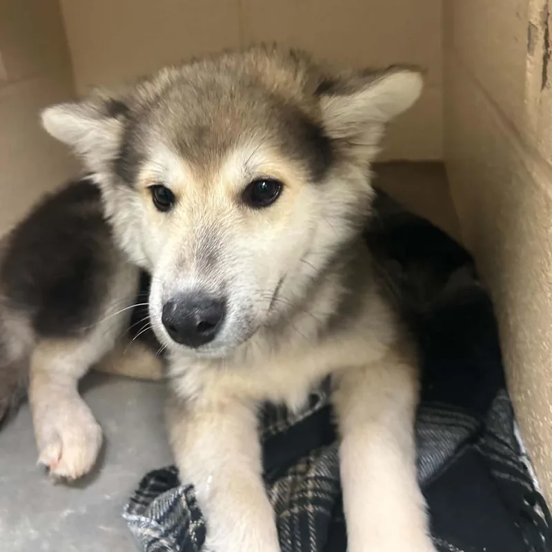 A baby small-sized male Gray / Blue / Silver Mixed Breed dog named CLIPStray for adoption in Shelby, NC