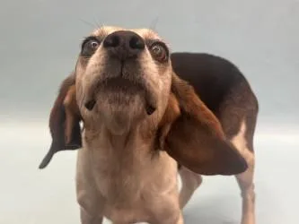 A senior medium-sized female Beagle dog named Matilda for adoption in Golden Valley, MN