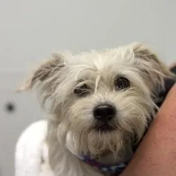 An adult small-sized female White / Cream Terrier dog named Dog for adoption in Bullhead City, AZ