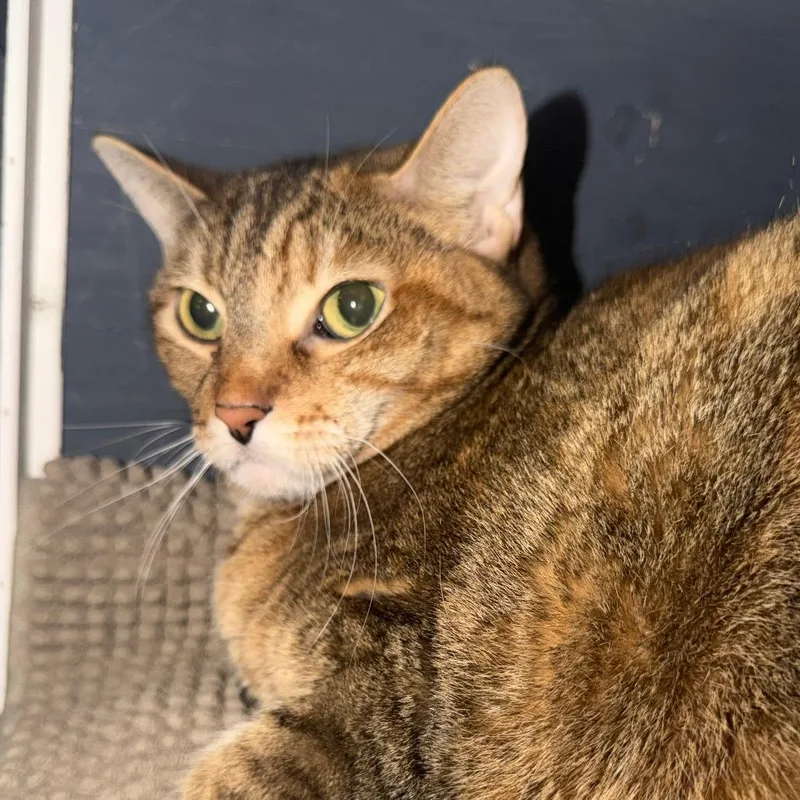 A senior medium-sized female Domestic Short Hair cat named Snickers for adoption in Titusville, FL