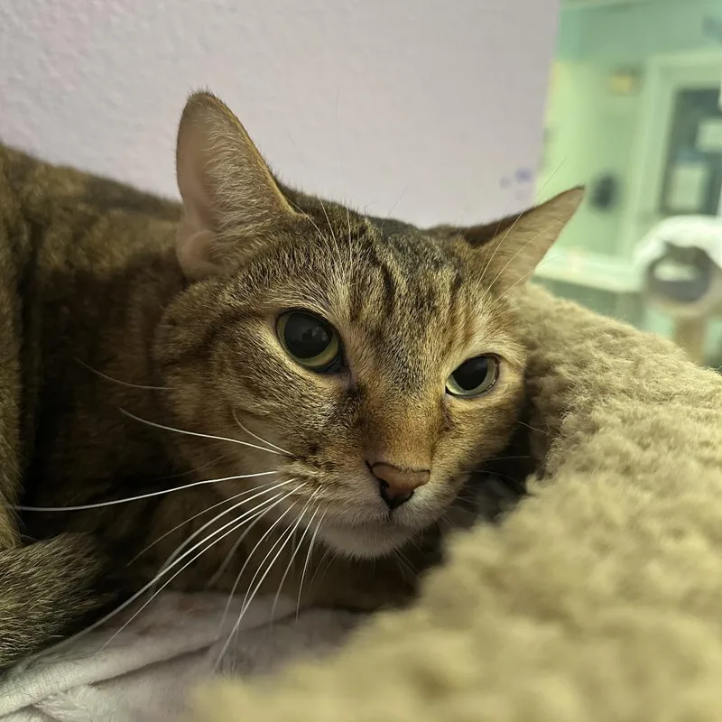 Snickers thumbnail 3