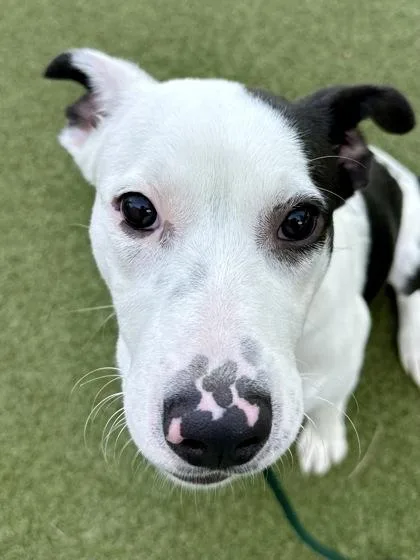 A young large-sized male Black Mixed Breed dog named Wiggleworm for adoption in Wichita, KS