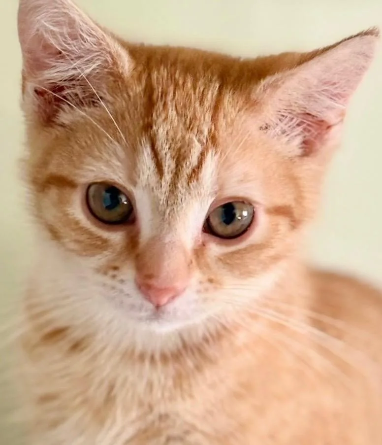 A baby small-sized female American Shorthair cat named Waffles for adoption in Hillsborough, NC