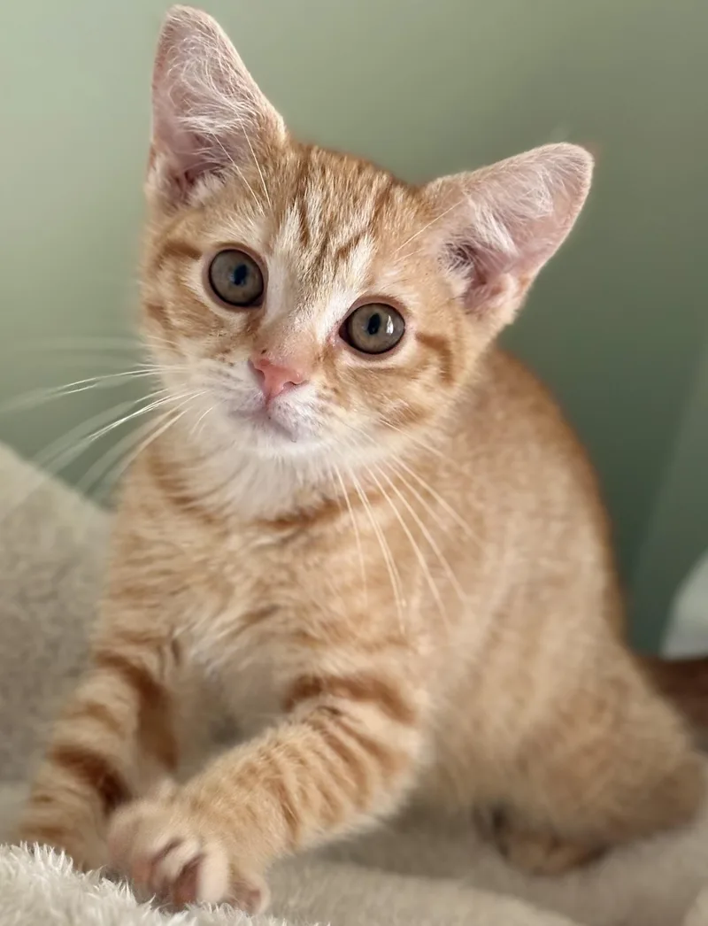 Waffles thumbnail 2
