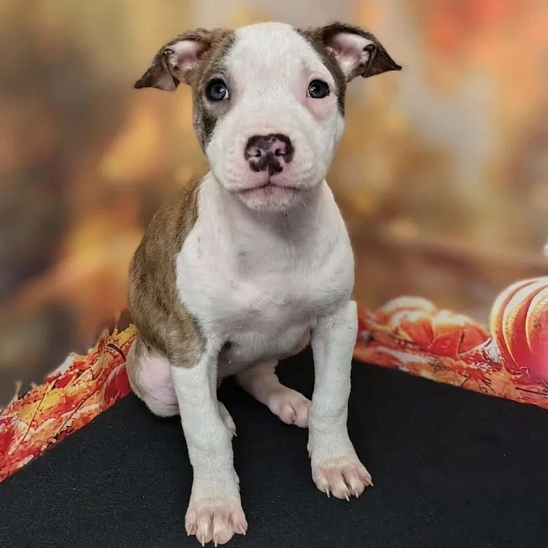 A baby medium-sized female Brindle Pit Bull Terrier dog named Lyric for adoption in Griswold, CT