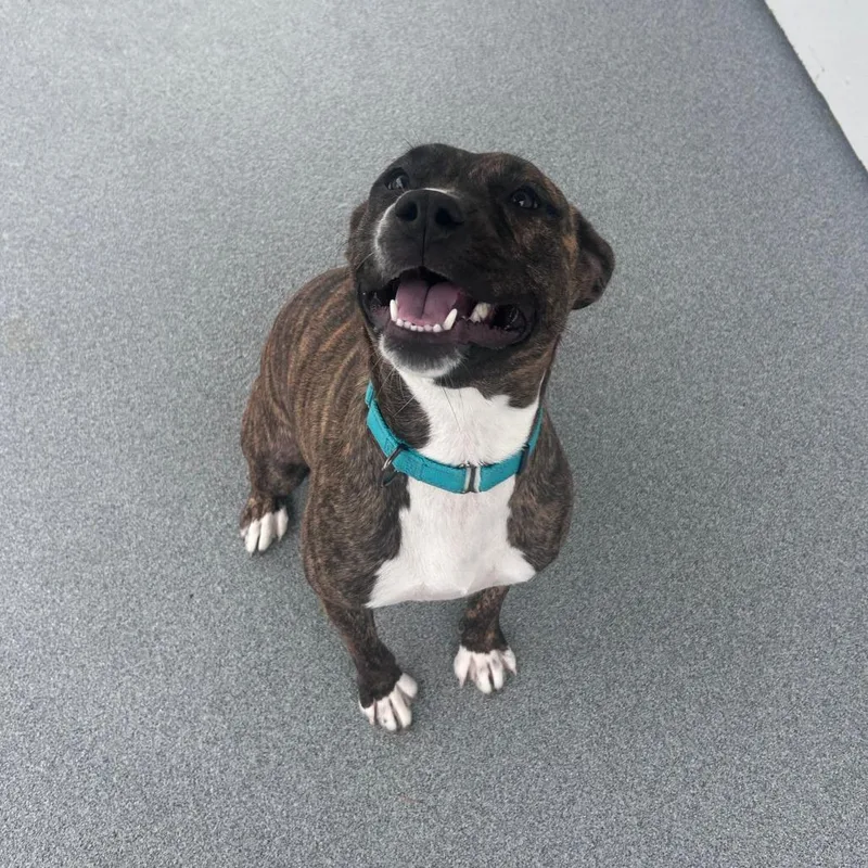 An adult medium-sized female Brown / Chocolate Mixed Breed dog named Mochi Sochi for adoption in Davenport, IA