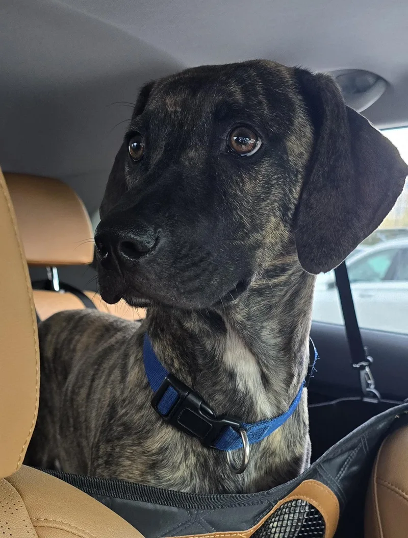 Bobo Wat thumbnail 2