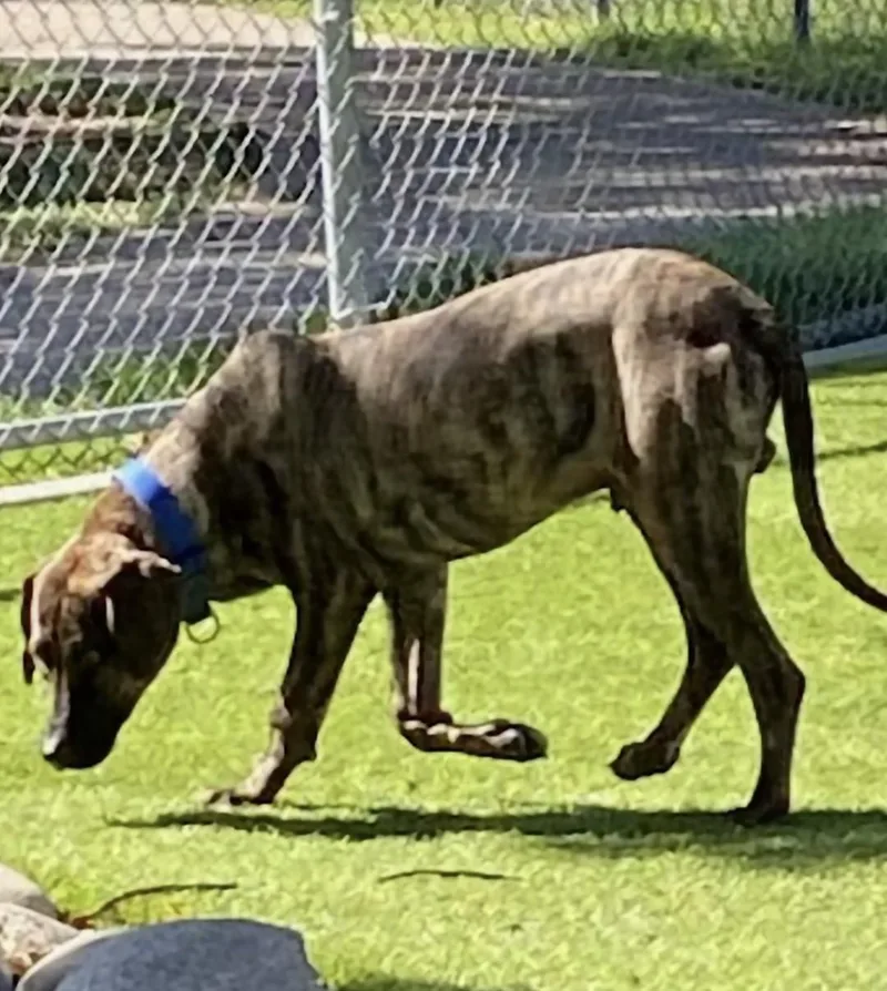 Bobo Wat thumbnail 5