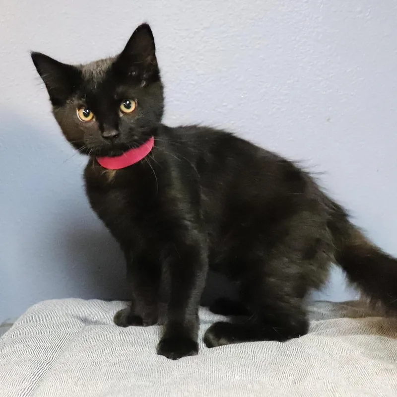 A baby small-sized female Black Domestic Medium Hair cat named Rosey for adoption in Lakeland, FL
