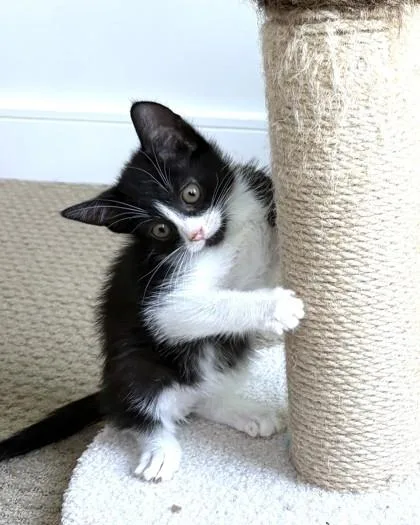 A baby small-sized male Domestic Short Hair cat named Starfish for adoption in Washington, DC