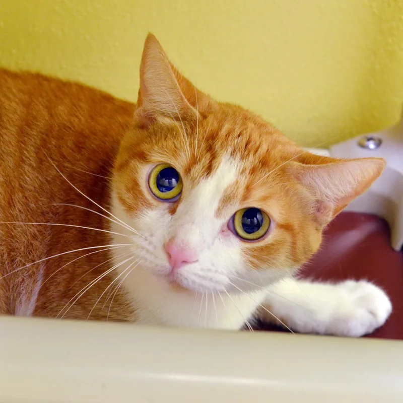 An adult medium-sized female Orange & White Domestic Short Hair cat named Orange for adoption in Sanford, FL