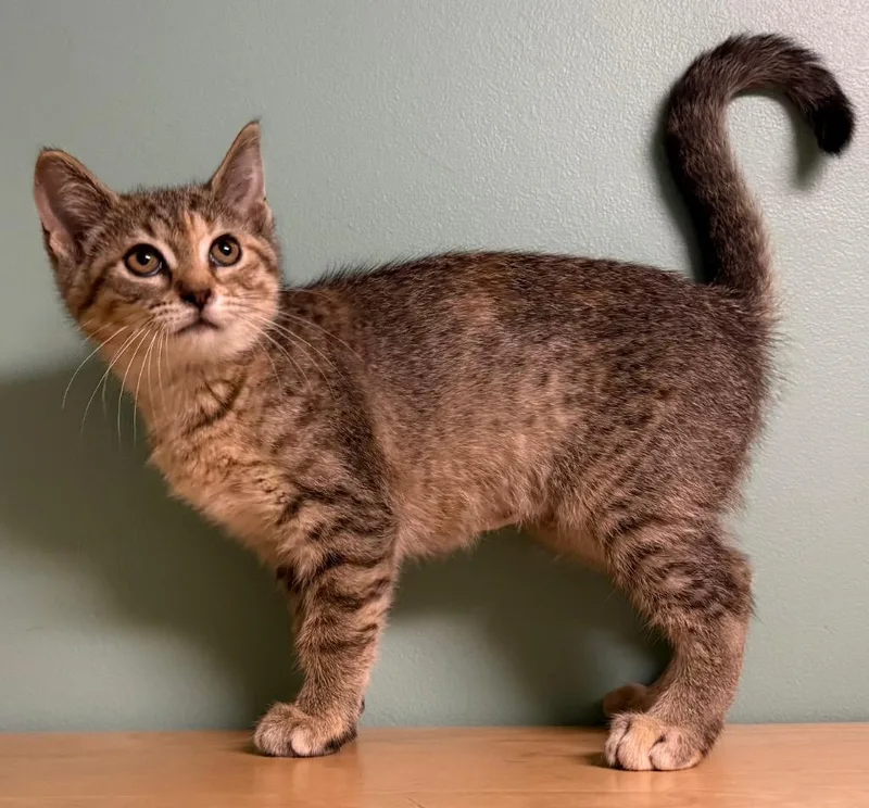 A baby medium-sized female Torbie Domestic Short Hair cat named Lady for adoption in Amery, WI