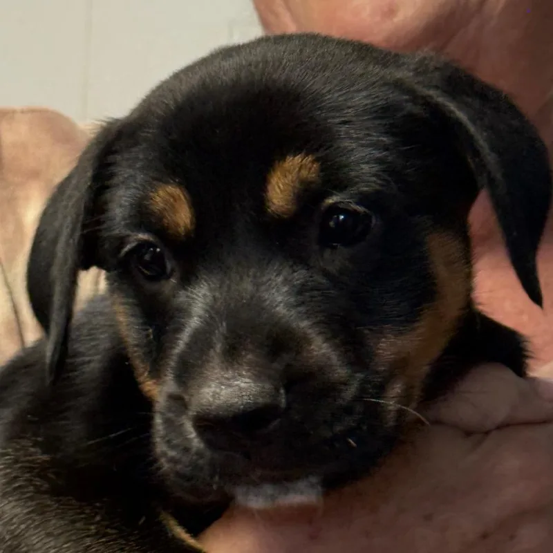 A baby medium-sized male Black Shepherd dog named Wallen for adoption in Oceanside, CA