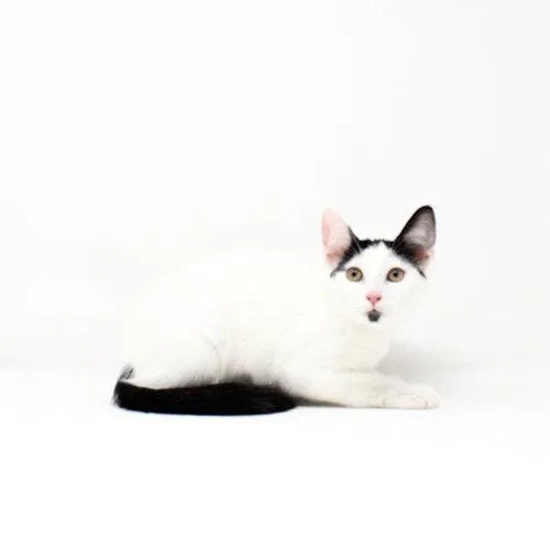 A baby medium-sized female Black & White / Tuxedo Domestic Short Hair cat named Lc for adoption in Florence, AZ