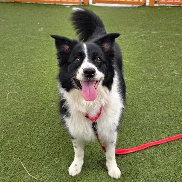 An adult medium-sized female Border Collie dog named Spooky for adoption in Las Vegas, NV