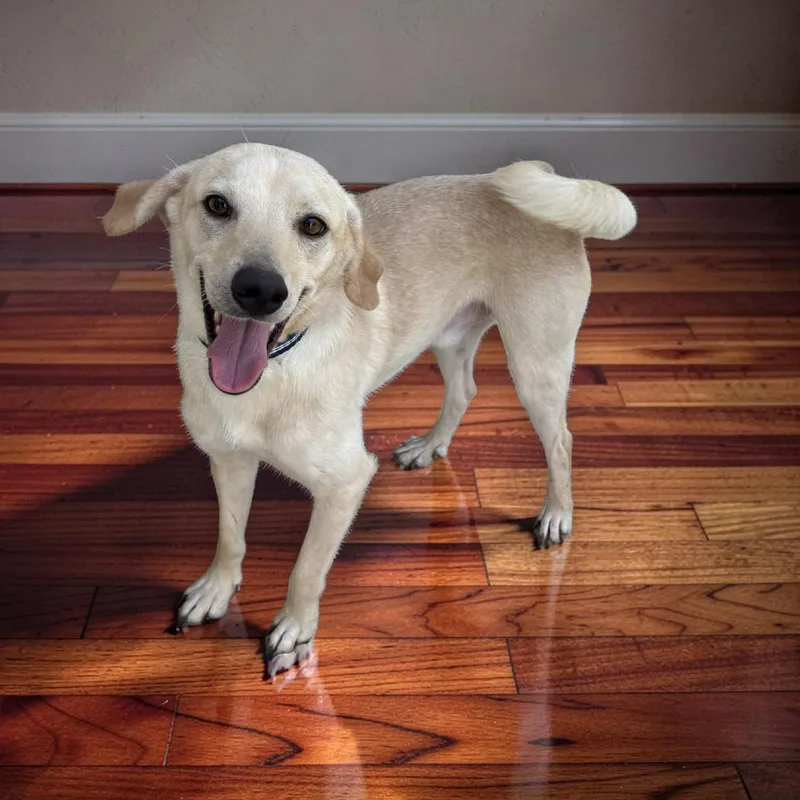 An adult medium-sized male Yellow / Tan / Blond / Fawn Terrier dog named Jasper for adoption in Falmouth, KY